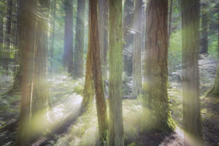 Picture of WA, SCENIC BEACH SP BLURRED FOREST SCENE