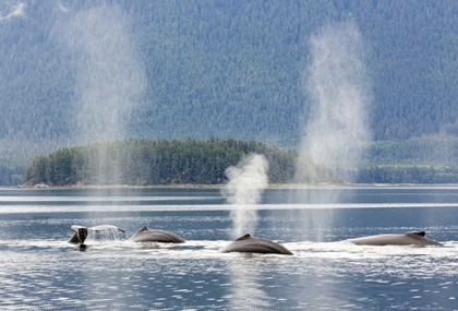 Picture of AK, SEYMOUR CANAL DIVING HUMPBACK WHALES