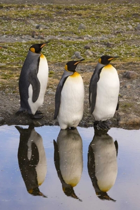 Picture of SOUTH GEORGIA ISLAND, THREE KING PENGUINS