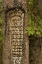 Picture of AK, GLACIER BAY NP TREE CARVING OF TOTEM