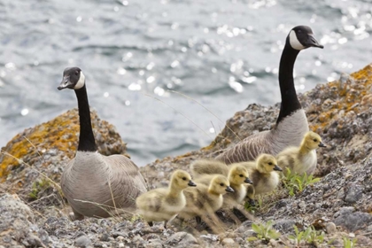 Picture of WA, SAN JUANS CANADA GEESE WITH GOSLINGS