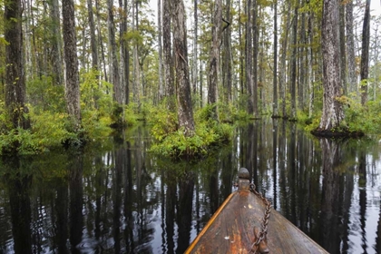 Picture of SOUTH CAROLINA BOAT BOW IN CYPRESS SWAMP