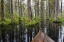 Picture of SOUTH CAROLINA BOAT BOW IN CYPRESS SWAMP