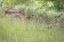 Picture of WA, SEABECK RUSTY OLD TRACTOR IN GRASSES