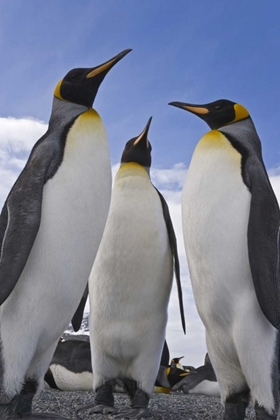 Picture of SOUTH GEORGIA ISLAND THREE KING PENGUINS