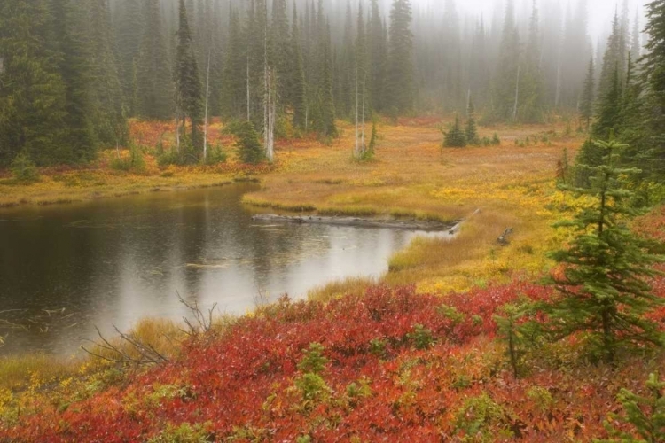 Picture of WA, MOUNT RAINIER NP FALL-COLORED MEADOW