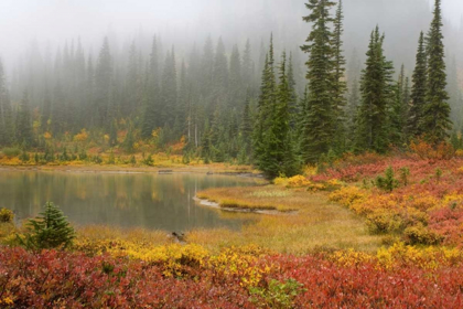 Picture of WA, MOUNT RAINIER NP FALL-COLORED MEADOW