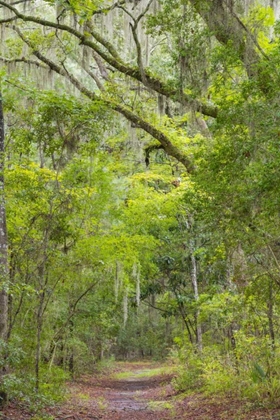 Picture of SC, EDISTO BEACH SP OAK TREES LINE TRAIL