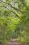 Picture of SC, EDISTO BEACH SP OAK TREES LINE TRAIL