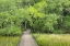 Picture of SC, EDISTO BEACH SP BOARDWALK OVER SWAMP