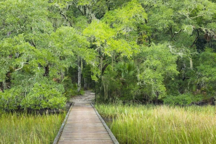 Picture of SC, EDISTO BEACH SP BOARDWALK OVER SWAMP