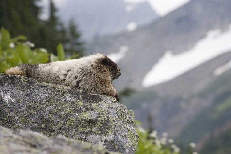 Picture of WA, CASCADE PASS MARMOT SITTING ON ROCK 