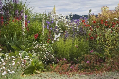 Picture of WA, POULSBO PERENNIAL GARDEN WITH FLOWER