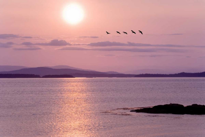 Picture of WA, SAN JUAN ISL BIRDS FLYING AT SUNSET