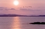 Picture of WA, SAN JUAN ISL BIRDS FLYING AT SUNSET