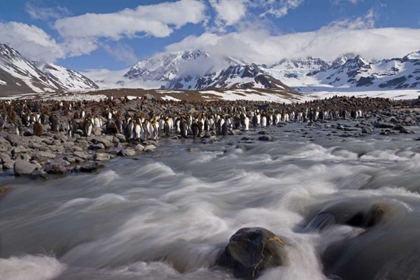 Picture of SOUTH GEORGIA ISLAND, KING PENGUIN COLONY