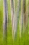 Picture of USA, WASHINGTON STATE ALDER TREE ABSTRACT