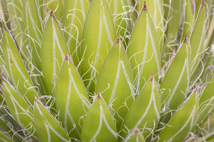 Picture of MEXICO, SAN MIGUEL DE ALLENDE YUCCA PLANT