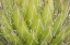 Picture of MEXICO, SAN MIGUEL DE ALLENDE YUCCA PLANT