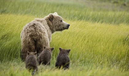 Picture of AK, LAKE CLARK NP GRIZZLY BEAR AND SPRING CUBS