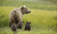 Picture of AK, LAKE CLARK NP GRIZZLY BEAR AND SPRING CUBS