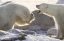 Picture of CANADA, CHURCHILL TWO POLAR BEARS SHARE A JOKE