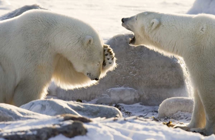Picture of CANADA, CHURCHILL TWO POLAR BEARS SHARE A JOKE