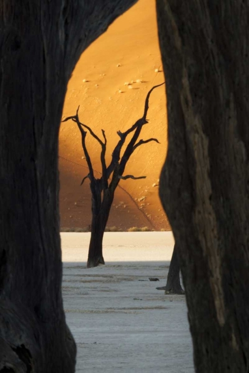 Picture of TREES AND DUNES, DEAD VLEI, SOSSUSVLEI, NAMIBIA
