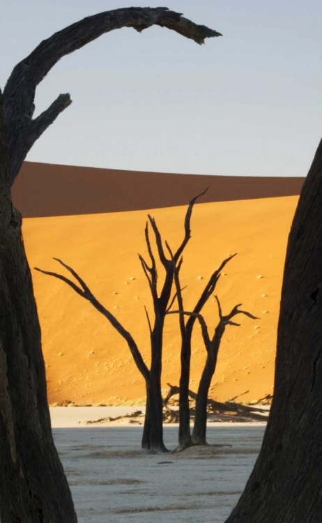 Picture of TREES AND DUNES, DEAD VLEI, SOSSUSVLEI, NAMIBIA