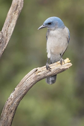 Picture of AZ, SANTA RITA MTS MEXICAN JAY PERCHED ON TREE