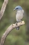 Picture of AZ, SANTA RITA MTS MEXICAN JAY PERCHED ON TREE