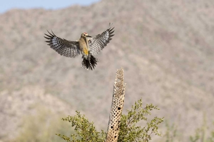 Picture of AZ, BUCKEYE GILA WOODPECKER ON CHOLLA SKELETON