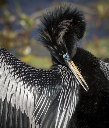 Picture of FL, EVERGLADES NP ANHINGA PREENS WING FEATHERS