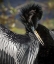 Picture of FL, EVERGLADES NP ANHINGA PREENS WING FEATHERS