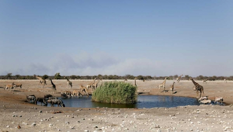 Picture of ANIMALS GATHER AT WATERHOLE, ETOSHA NP, NAMIBIA