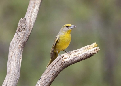 Picture of AZ, SANTA RITA MTS FEMALE HEPATIC TANAGER BIRD