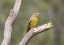 Picture of AZ, SANTA RITA MTS FEMALE HEPATIC TANAGER BIRD