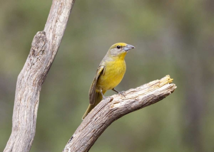 Picture of AZ, SANTA RITA MTS FEMALE HEPATIC TANAGER BIRD