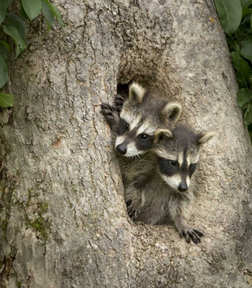 Picture of MINNESOTA, SANDSTONE RACCOONS IN A HOLLOW TREE