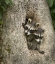 Picture of MINNESOTA, SANDSTONE RACCOONS IN A HOLLOW TREE