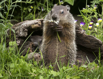Picture of MINNESOTA, SANDSTONE GROUNDHOG EATING A FLOWER