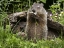 Picture of MINNESOTA, SANDSTONE GROUNDHOG EATING A FLOWER