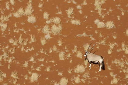 Picture of NAMIBIA, NAMIB-NAUKLUFT , SOSSUSVLEI LONE ORYX