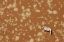 Picture of NAMIBIA, NAMIB-NAUKLUFT , SOSSUSVLEI LONE ORYX