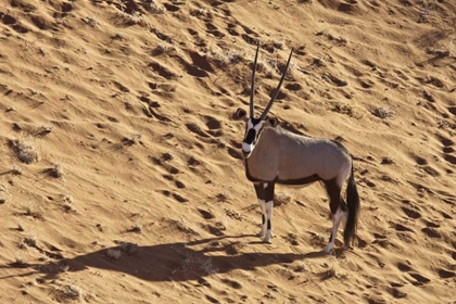 Picture of NAMIBIA, NAMIB-NAUKLUFT , SOSSUSVLEI LONE ORYX