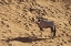 Picture of NAMIBIA, NAMIB-NAUKLUFT , SOSSUSVLEI LONE ORYX