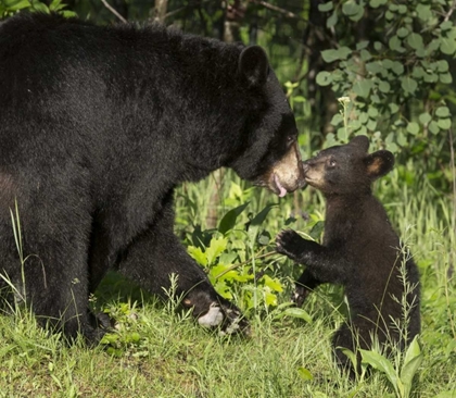 Picture of MINNESOTA, SANDSTONE BLACK BEAR MOTHER AND CUB