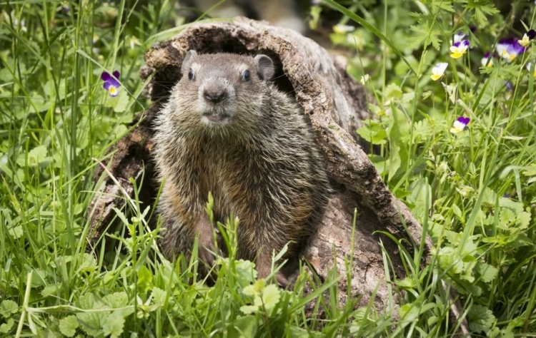 Picture of MINNESOTA, SANDSTONE GROUNDHOG IN A HOLLOW LOG