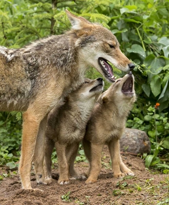 Picture of MINNESOTA COYOTE MOTHER AND PUPS BEGIN HOWLING