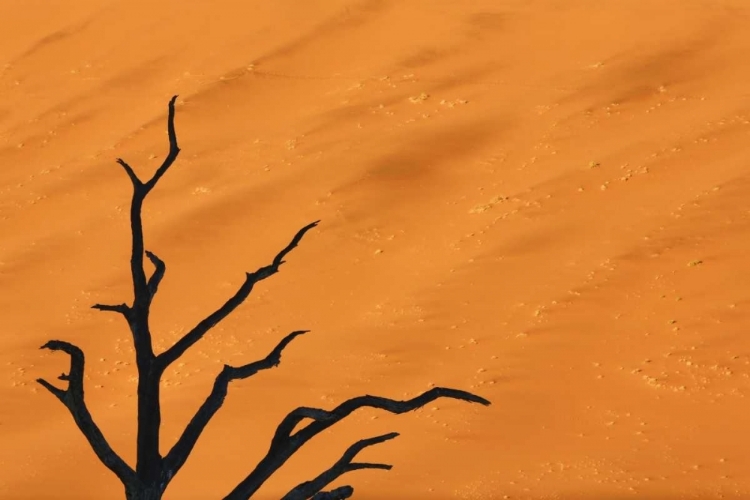 Picture of NAMIBIA, DEAD VLEI TREE BRANCHES AND SAND DUNE